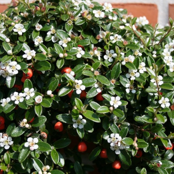 cotoneaster-coral-beauty