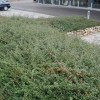 cotoneaster-coral-beauty