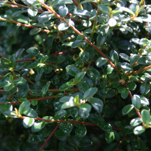 cotoneaster-skogholm