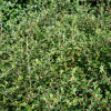 cotoneaster-skogholm