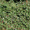 cotoneaster-dammeri-rami