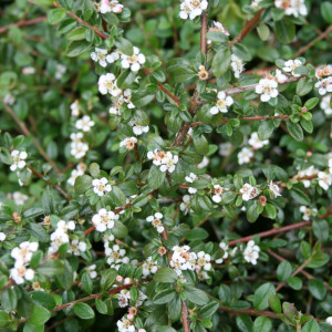 cotoneaster_queen