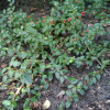 cotoneaster_queen