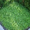 cotula_dioica_reptans