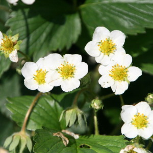 fragaria-white