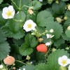 fragaria_white_m_baer