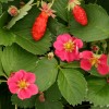 fragaria_deep_rose