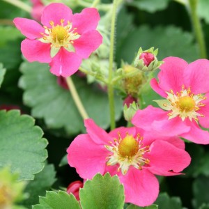 fragaria_deep_rose_blomst