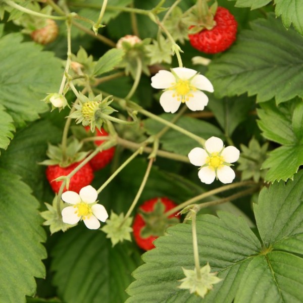 fragaria_vesca_smaaland