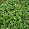 fragaria_vesca_smaaland_uden_baer