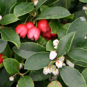 gaultheria-proc-red-baron