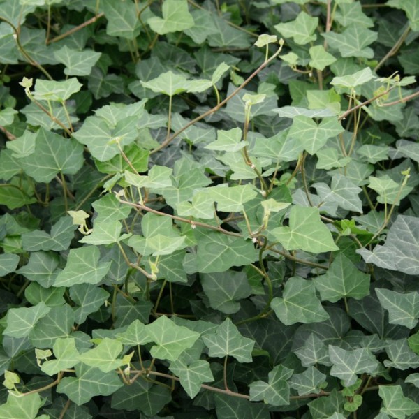 hedera-hardy-cover