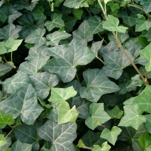 hedera-hestor