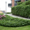 hedera-hestor-miljoe