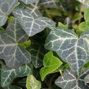 hedera_helix_hevil