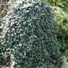 hedera_helix_hevil_paa_stub