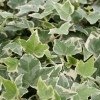 hedera_helix_koldinghus-1