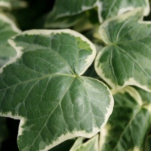 hedera_helix_koldinghus