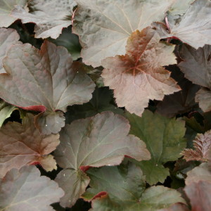 heuchera-americana-palace-purple