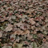 heuchera-americana-palace-purple