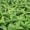 hypericum-calycinum