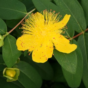 hypericum_calycinum_cluse_up