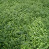 lonicera-nitida-elegant