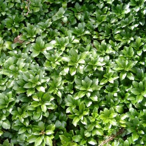 pachysandra_terminalis_green_carpet_vinterglans