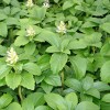 pachysandra_terminalis_green_carpet_vinterglans_close_up