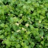 stephanadra-i-blomst