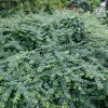 symphoricarpos-chen-hancock