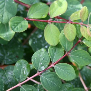 symphoricarpos_chen-_hancock