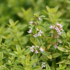 thymus_citriodorus_doone_valley