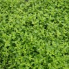 thymus_citriodorus_doone_valley