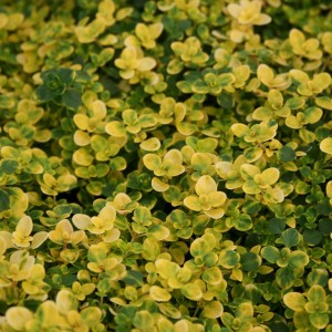 thymus_citriodorus_doone_valley