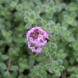 thymus_paeudolanuginosus