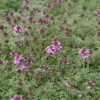thymus_paeudolanuginosus_cluse_up