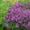 thymus_praecox-coccineus_krukke