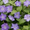 vinca_minor