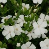 vinca_minor_alba