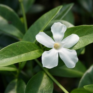 vinca_minor_alba_close_up