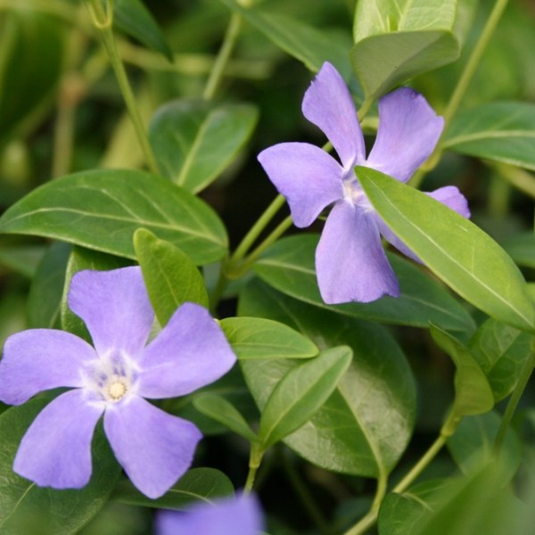 vinca_minor_closeup