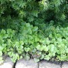 waldsteinia_ternata_guldjordbaer_groen